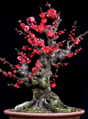 腊梅花树苗盆栽浓香型花卉梅花盆景老桩耐寒植物室内阳台庭院花苗