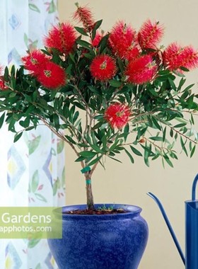 红千层树苗绿植盆栽阳台室内植物四季常青高贵盆景室外风景金宝树