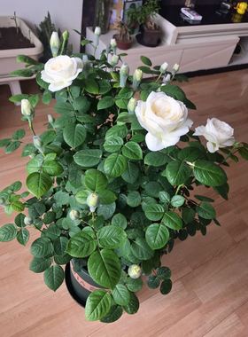 大花浓香包子型月季花苗伊芙婚礼之路纯白色玫瑰阳台花园观花植物