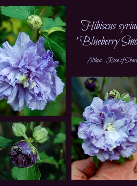 重瓣小木槿花苗盆栽蓝紫色蓝莓冰沙木槿阳台庭院观花花卉植物