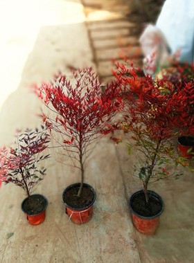 南天竹盆栽树苗火焰南天竹室内老桩盆景室外庭院耐寒竹子花卉绿植