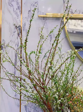 雪柳干枝水养鲜枝绿植遇水开花客厅桌面花卉吊钟植物室内花枝重瓣