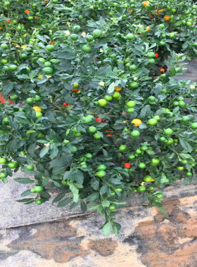 吉庆果看樱桃开心花卉植物珊瑚