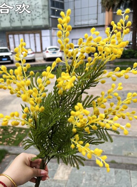 垂蕨3叉金合欢绿植花艺