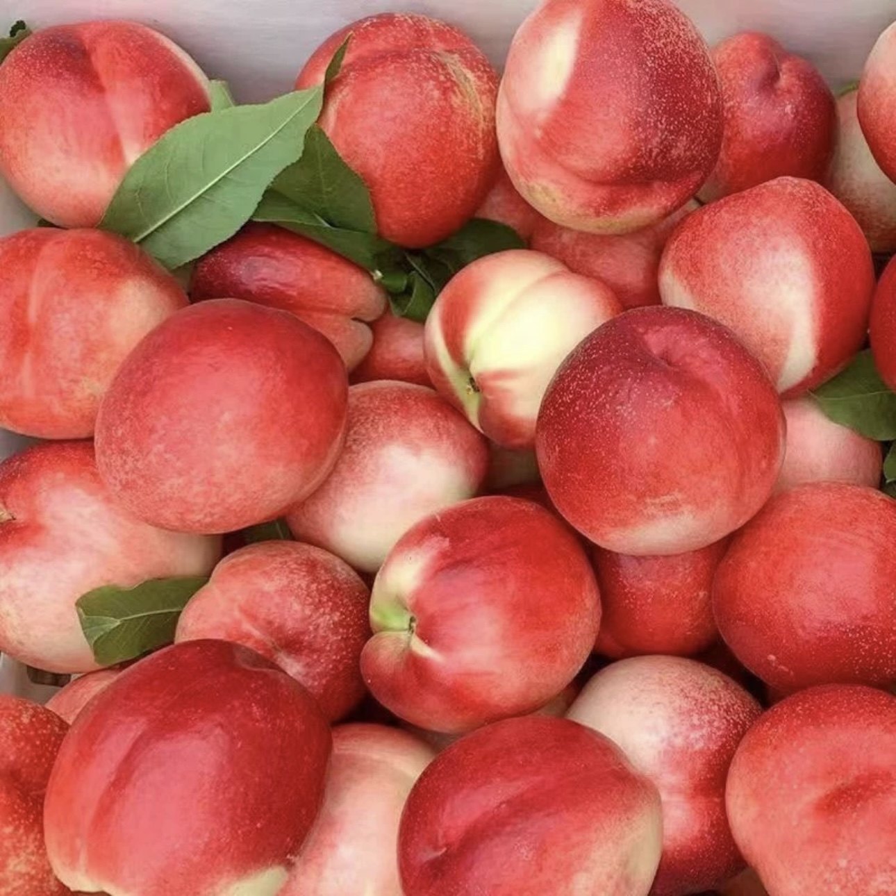 澳洲油桃新鲜桃驳李当季孕妇水果澳大利亚进口白桃脆蜜桃白肉桃子,淘宝优惠券,粉丝福利购,淘宝优惠卷