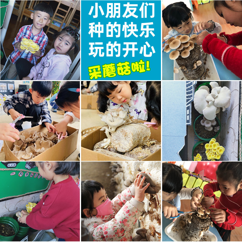蘑菇种植包平菇蘑菇菌包菌种菌菇种植包家庭四季阳台种植采掉还长