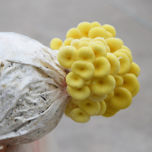 黄金菇菌包食用菌菌包榆黄菇菌包蘑菇菌包盆栽农产品家庭种植 - 图3