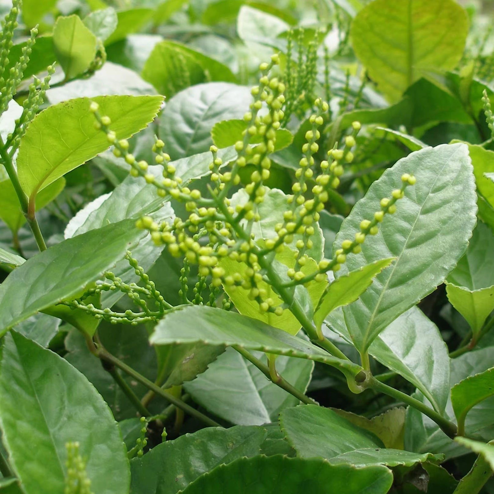 2024新茶友花兰香花茶春季明前绿茶武当山茶特级芽茶100g/袋装 - 图0