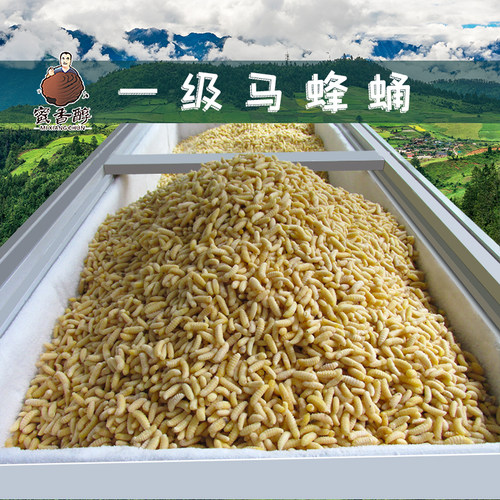 蜂蛹一级 新鲜马蜂蛹 蜂儿鲜活速冻蚂胡蜂虫葫芦蜂黄蜂仔野生500g - 图1