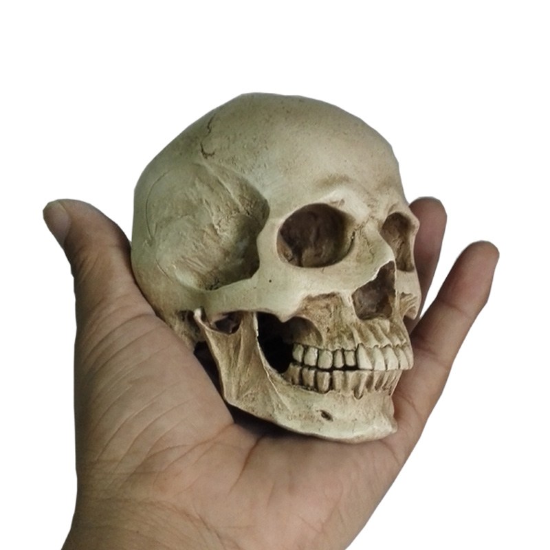 胸像骷髅头绘画半身像人头骨颅艺用人体肌肉骨骼解剖结构模型美术 - 图3