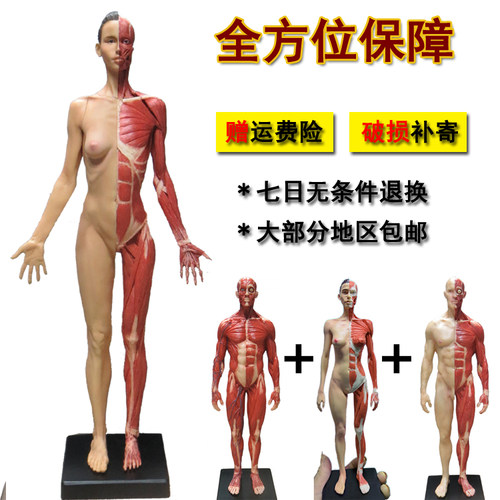 绘画参考骷髅头骨石膏头像仿真玩具艺用人体肌肉骨骼解剖模型美术 - 图0