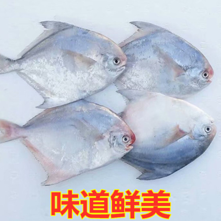 海鲜银鲳鱼新鲜冷冻鲳鱼小鲳鱼白鲳鱼海鲳鱼鲳鳊鱼平鱼海鱼深海鱼 - 图2