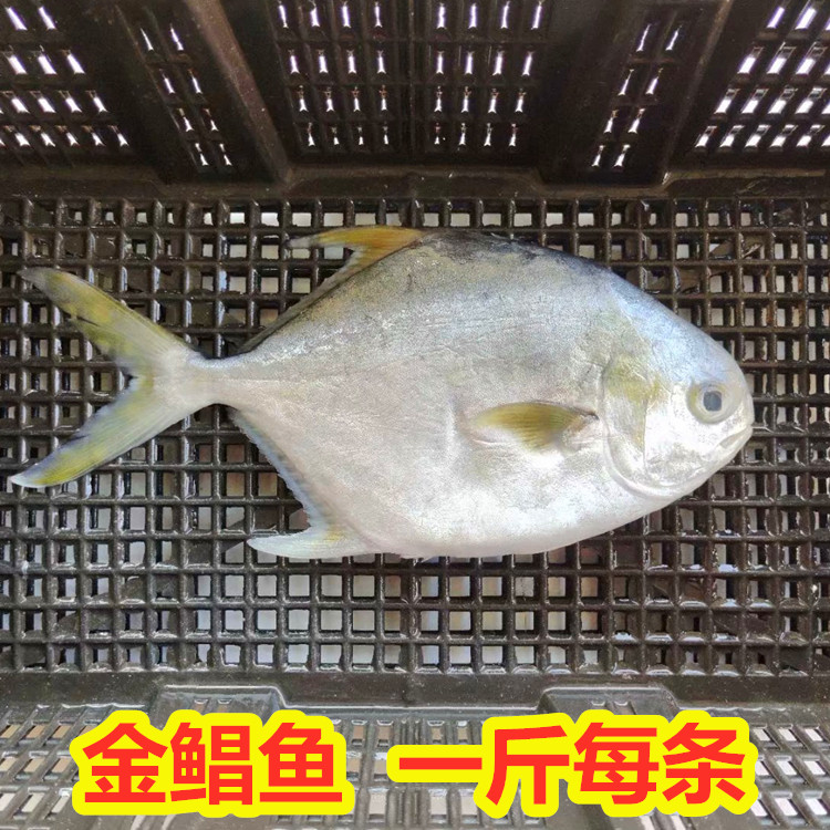 新鲜金鲳鱼海捕鲜活鲳鱼大平鱼扁鱼昌鱼深海海鱼一条一斤海鲜水产 - 图0