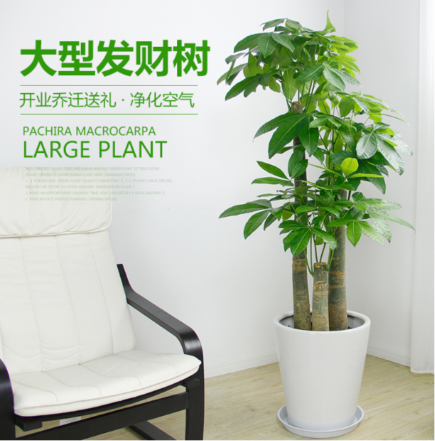 开业发财树大植物盆栽办公室绿植室内盆景吸甲醛净化空气花卉重庆-图0