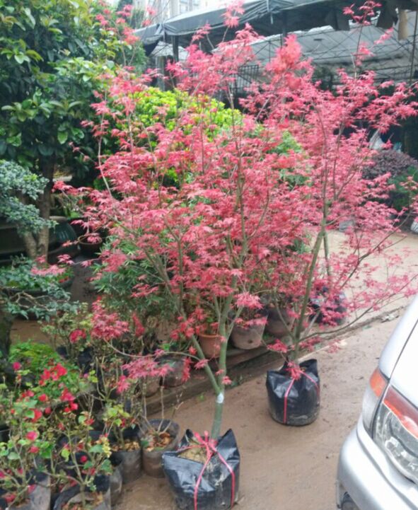 花园红杉树红枫大植物庭院楼顶阳台盆栽盆景重庆同城花卉观叶绿植 - 图1