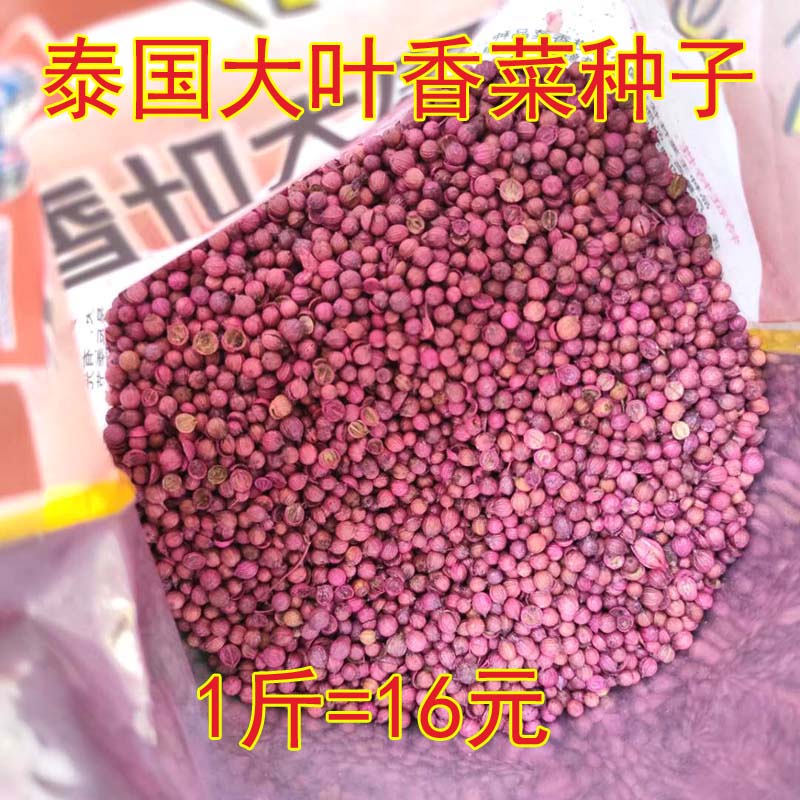 泰国大叶香菜种子香菜种籽菜籽蔬菜庭院阳台盆栽500克一斤半斤 - 图3