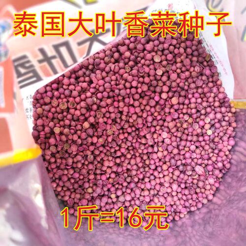四季大叶香菜种子香菜种籽菜籽蔬菜庭院阳台盆栽500克一斤半斤 - 图1