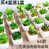 车内盆景植物 新人首单立减十元 21年8月 淘宝海外