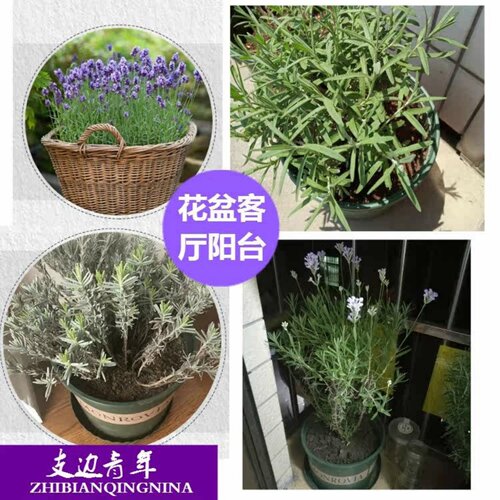 新疆狭叶法国蓝薰衣草扦插苗2次开花多年生花盆园林绿化观赏植物 - 图1