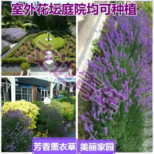 新疆狭叶法国蓝薰衣草扦插苗2次开花多年生花盆园林绿化观赏植物 - 图2