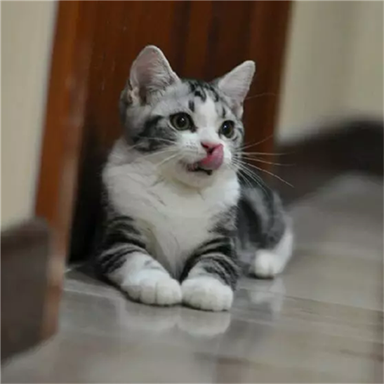 赛级繁育美短加白宠物猫美国短毛猫家养活体幼猫起司猫银虎斑q - 图0