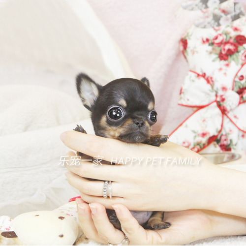 茶杯吉娃娃吉娃娃幼犬纯种吉娃娃纯苹果头吉娃娃幼犬x013x - 图0