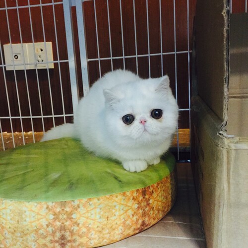 纯白色加菲猫活体异国短毛猫全白加菲活体幼猫纯种家养加菲猫h - 图2