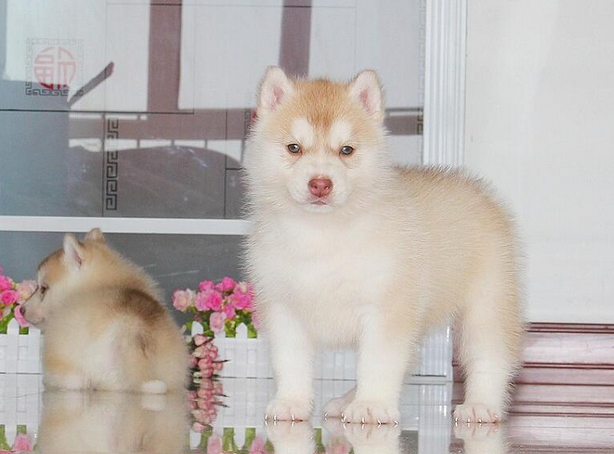 出售纯种哈士奇犬双蓝眼三把火西伯利亚雪橇犬宠物狗幼犬活体x - 图1