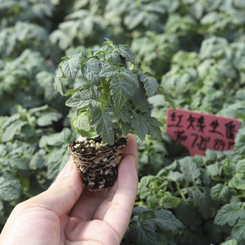 矮生小番茄苗千禧阳台四季盆栽种植西红柿苗秧蔬菜食用水果圣女果 - 图1