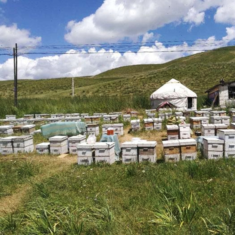 新疆天山巩乃斯山药材花蜜土蜂蜜一瓶一斤买一赠一2斤包邮农家 - 图0