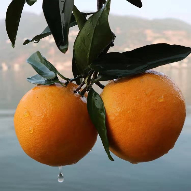 新鲜水果橙子5斤包邮三峡湖北雷家脐橙秭归脐橙雷家脐橙纽荷尔甜,淘宝优惠券,粉丝福利购,淘宝优惠卷