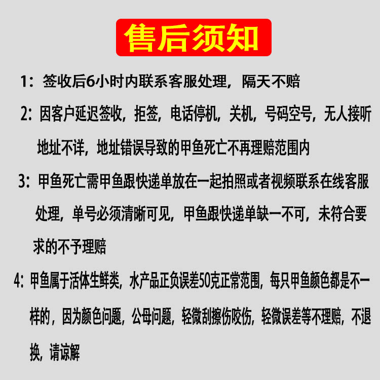 6-8两小甲鱼苗老鳖王八中华鳖水鱼苗团鱼活体养殖食用龟清水鳖-图2