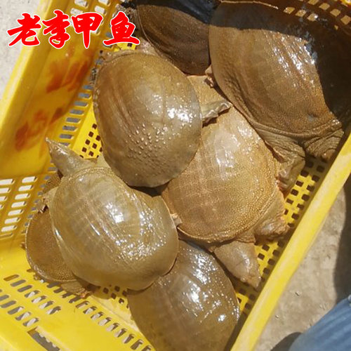 甲鱼外塘老鳖王八活体水鱼【直播一物一拍】 - 图0