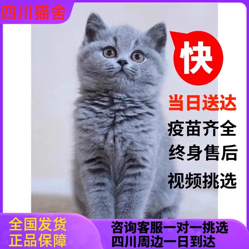 纯种英短蓝猫活体蓝白英短猫幼猫矮脚猫折耳小猫活物宠物猫咪幼崽