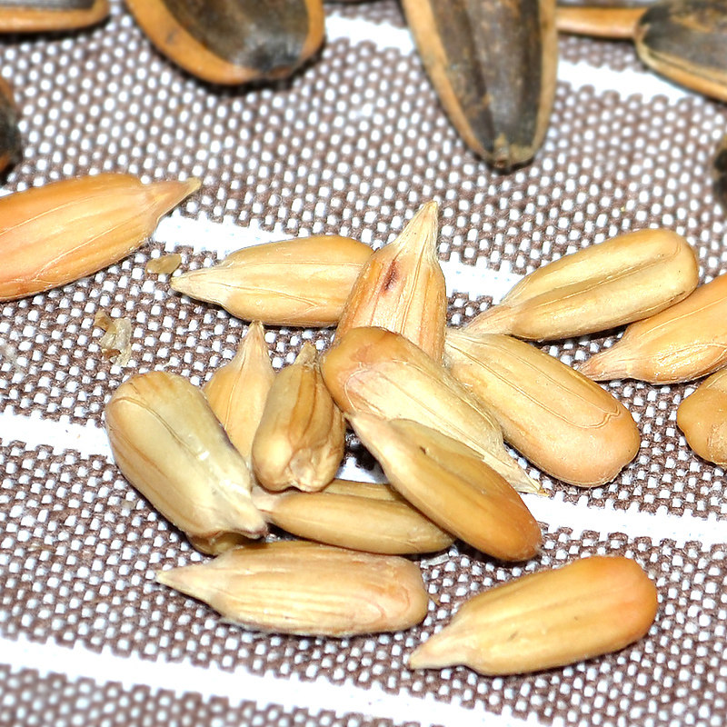萌嗲嗲焦糖500g袋装休闲炒货葵花籽 千百滋食品瓜子