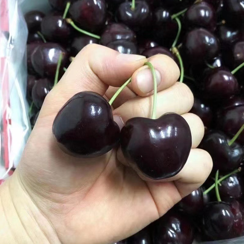现货4J智利进口车厘子5斤新鲜水果樱桃应季特大果顺丰包邮jjj整箱,淘宝优惠券,粉丝福利购,淘宝优惠卷