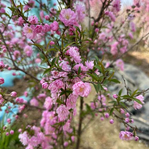 小叶重瓣榆叶梅花树苗室内外庭院花卉植物丛生粉色郁李珍珠李喷雪 - 图1