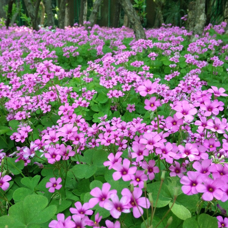 紫叶酢浆草种球四季红花草盆栽幸运紫叶三叶草心形炸酱草植物花卉 - 图2