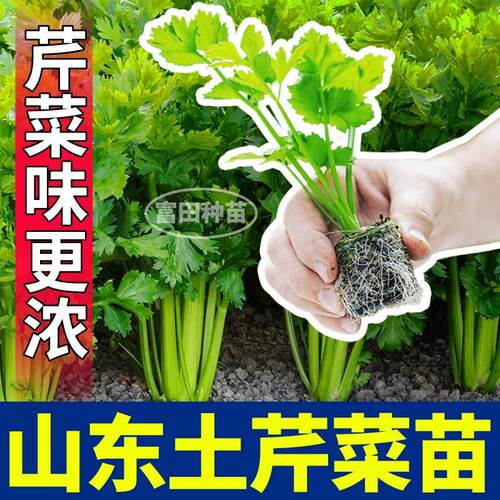 正宗山东土芹菜苗秧皇后西芹四季小香芹红香芹种子四季盆栽带土球 - 图0