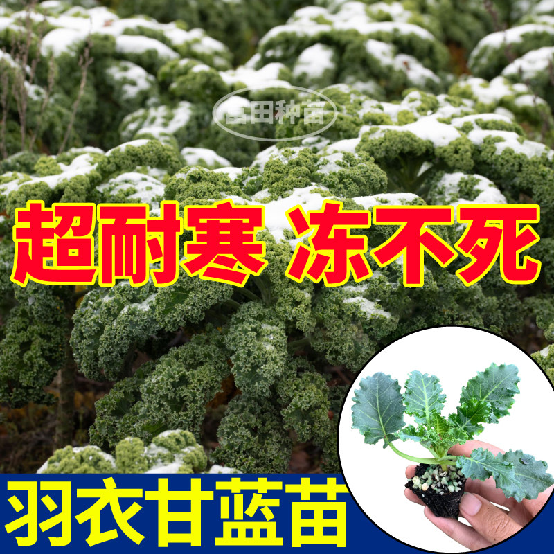绿色羽衣甘蓝苗秧寿光观赏食用四季耐寒绿紫粉白羽衣盆栽阳台种子