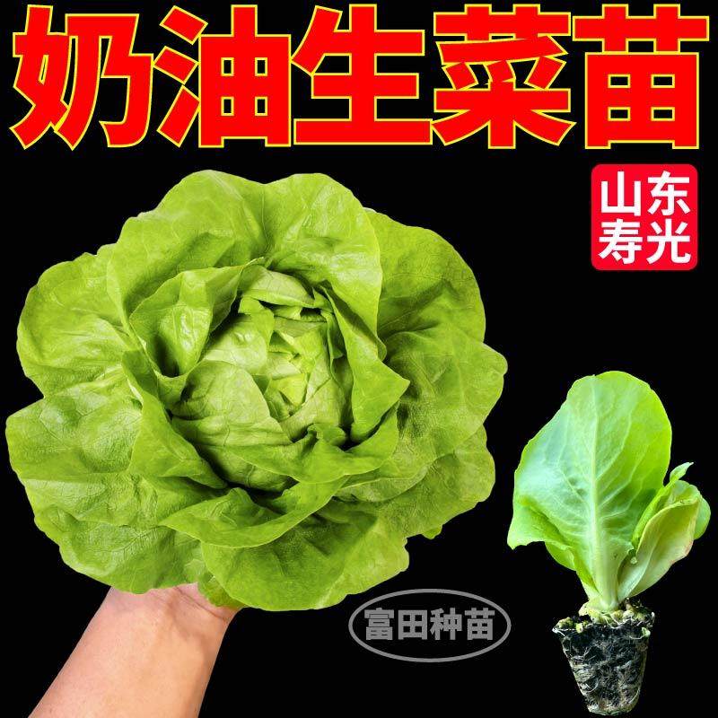 寿光奶油生菜苗秧脆甜好吃大速结球红皱生菜种子耐寒易种植带土球,淘宝优惠券,粉丝福利购,淘宝优惠卷