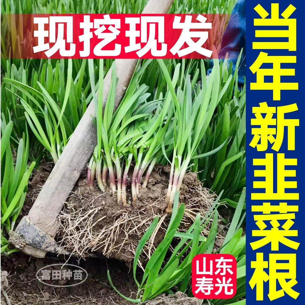 寿光现挖现发红根韭菜宽叶独根韭菜根四季盆栽庭院露天种子籽春秋,淘宝优惠券,粉丝福利购,淘宝优惠卷