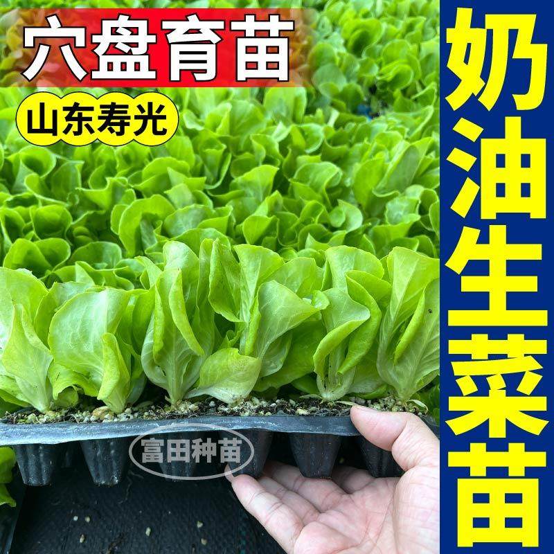 寿光奶油生菜苗秧脆甜好吃大速结球红皱生菜种子耐寒易种植带土球,淘宝优惠券,粉丝福利购,淘宝优惠卷