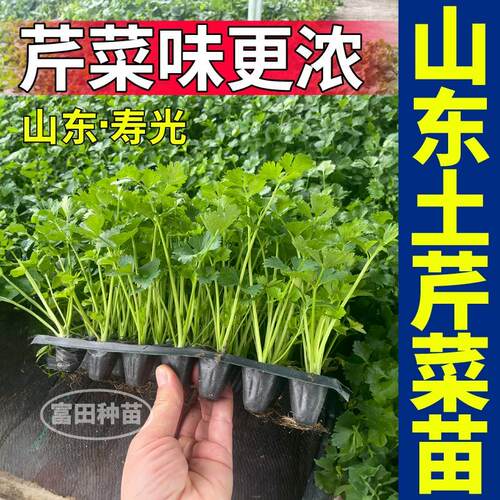 正宗山东土芹菜苗秧皇后西芹四季小香芹红香芹种子四季盆栽带土球 - 图2