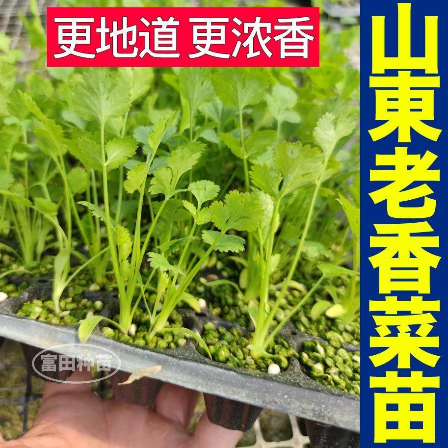 山东老香菜苗秧味更浓芫荽种子带土球易种植多茬采收阳台盆栽庭院,淘宝优惠券,粉丝福利购,淘宝优惠卷
