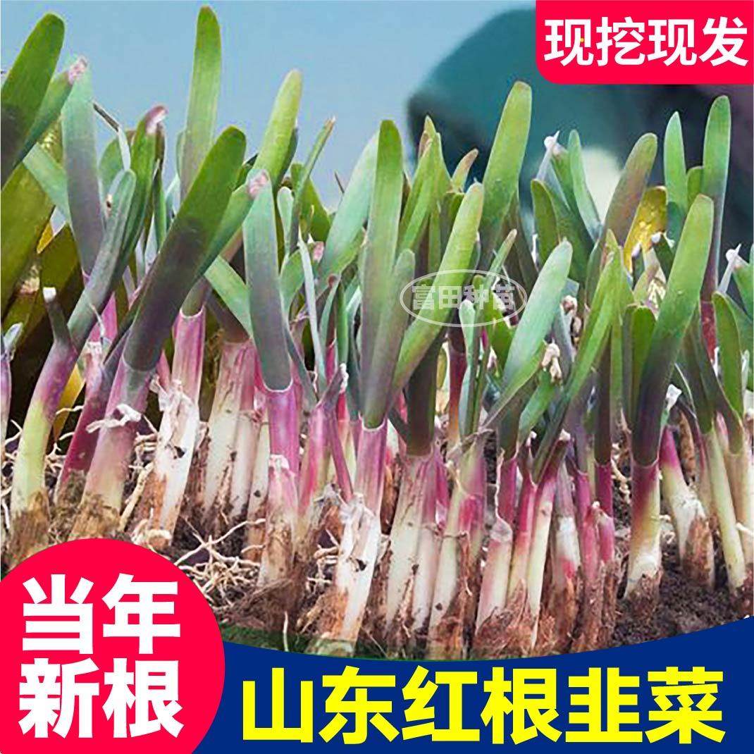 寿光现挖现发红根韭菜宽叶独根韭菜根四季盆栽庭院露天种子籽春秋,淘宝优惠券,粉丝福利购,淘宝优惠卷