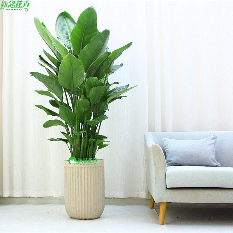 天堂鸟盆栽观叶大型绿植鹤望兰客厅植物办公室内好养北欧网红花卉,淘宝优惠券,粉丝福利购,淘宝优惠卷