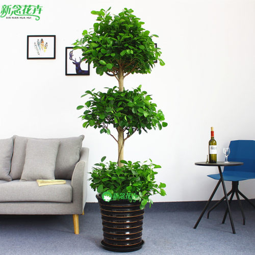 摇钱树招财树大型盆栽植物花卉上海绿植盆栽 - 图2