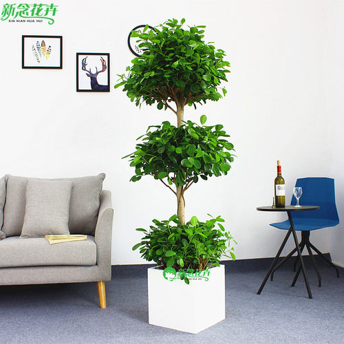 摇钱树招财树大型盆栽植物花卉上海绿植盆栽 - 图0