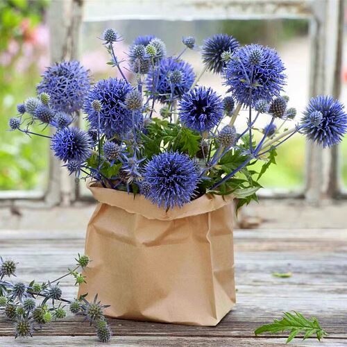 蓝刺头花苗蓝星球蓝刺芹多年生好养阳台盆栽庭院耐寒耐热植物花卉 - 图1